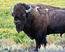 Buffalo in Hayden valley