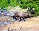 Bull Elk at West Thumb Basin