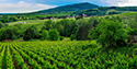 Alsacian Vineyards and Villages