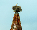 Alsacian Stork Nest