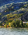Danube and Vineyards