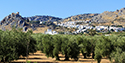 Olive Tree Grove and Castle Town