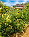 Monet's Sunflowers and home