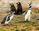 Magellanic Penguin Showboating