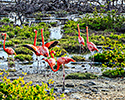 Bonaire Flamingo Sanctuary