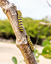  Monarch Butterfly Catepillars